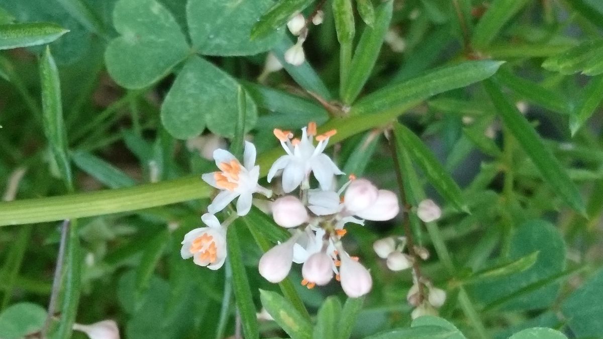 2018年7月14日。今日の花。前に紹介した謎の観葉植物の花が咲きました。この前のはつ