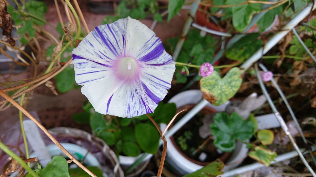 変化朝顔（アサガオ）の写真 by ??? 2018年10月17日(水)、今日の花。楽天変化朝顔。元