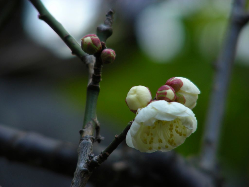 「八重の白梅」二つ目♪  予想より一日遅れで開花しました。三つ目以降は少し先になり