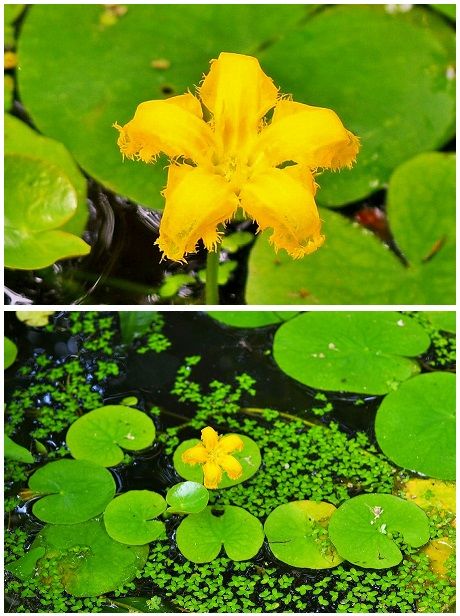 ふもとの青少年の家 オタマジャクシの飼育池に綺麗な黄色い花 浮葉性植物ミツガシワ科