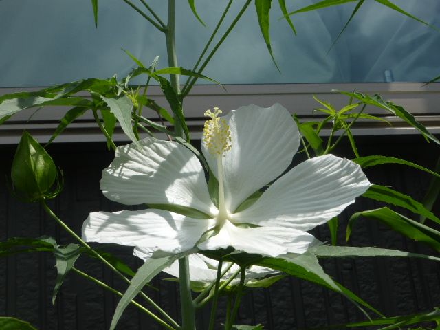 モミジアオイの白花。 今年初めて第１号の花です。