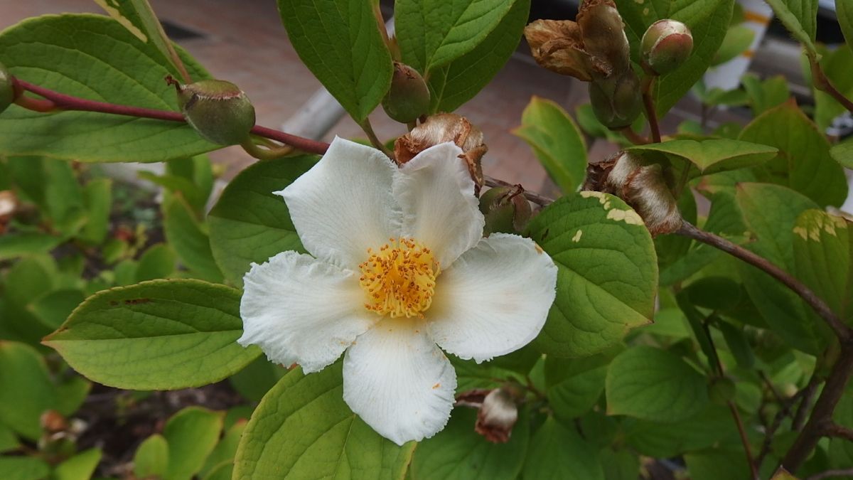 夏椿 白くて 花の時期か短くて 儚いんです。