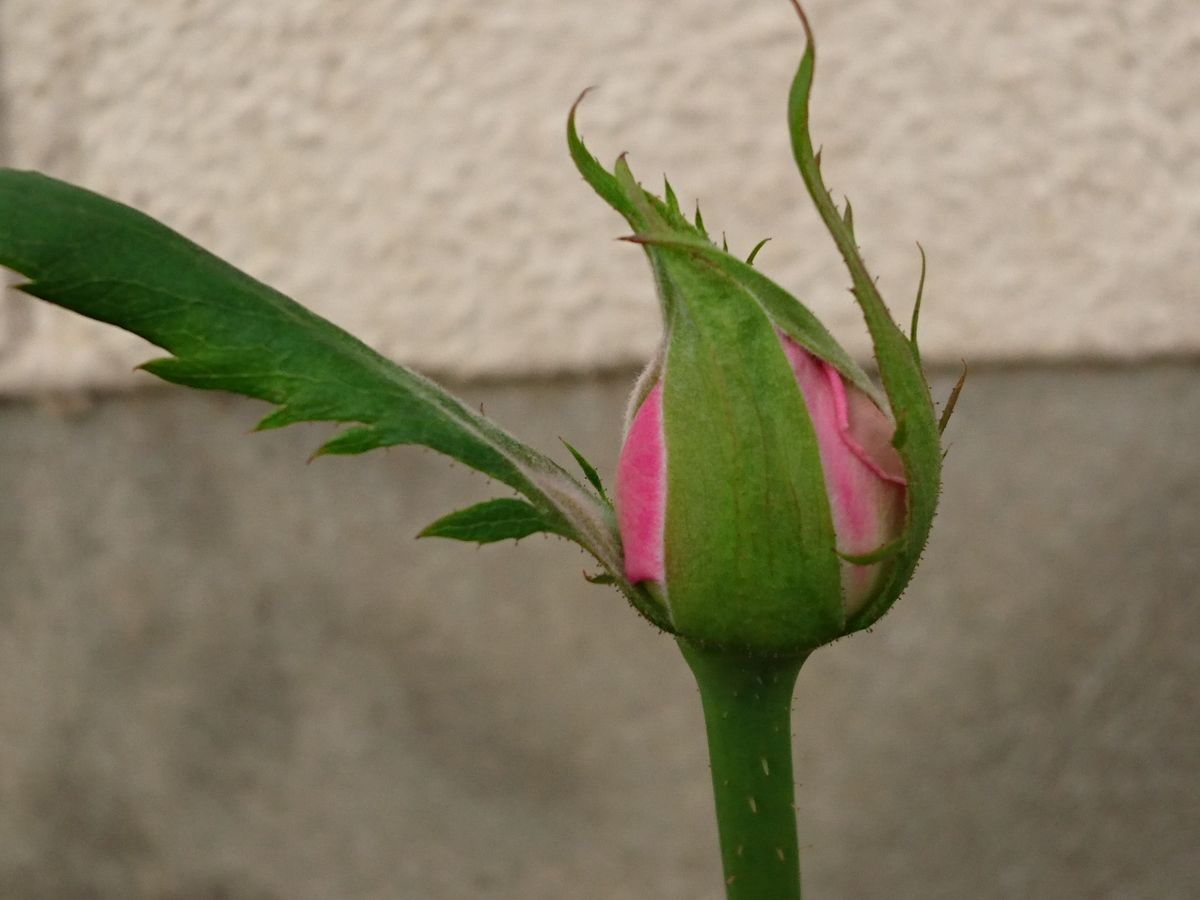 挿し木のバラ 花色が見えます。