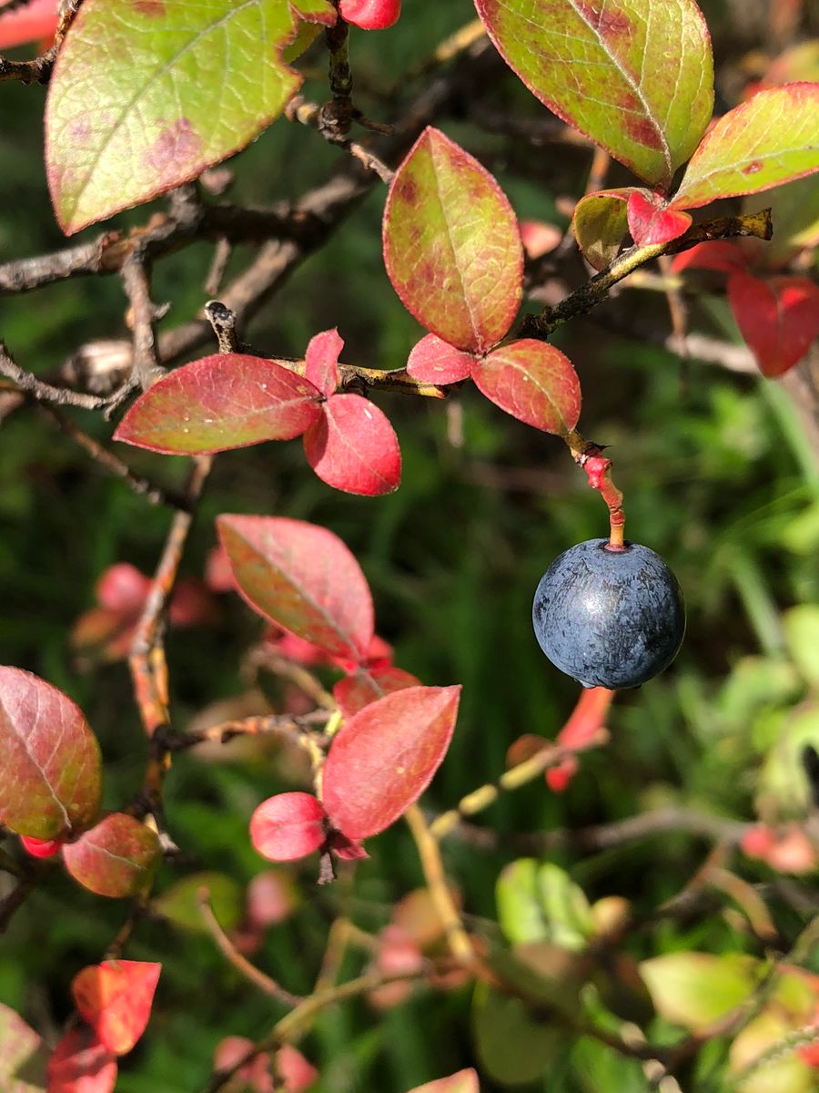 ブルーベリーの紅葉が進んでいます。