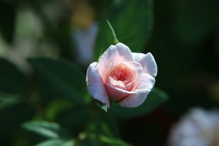 愛しいお花😌 ポリアンサローズ セシルブルンネ🌹