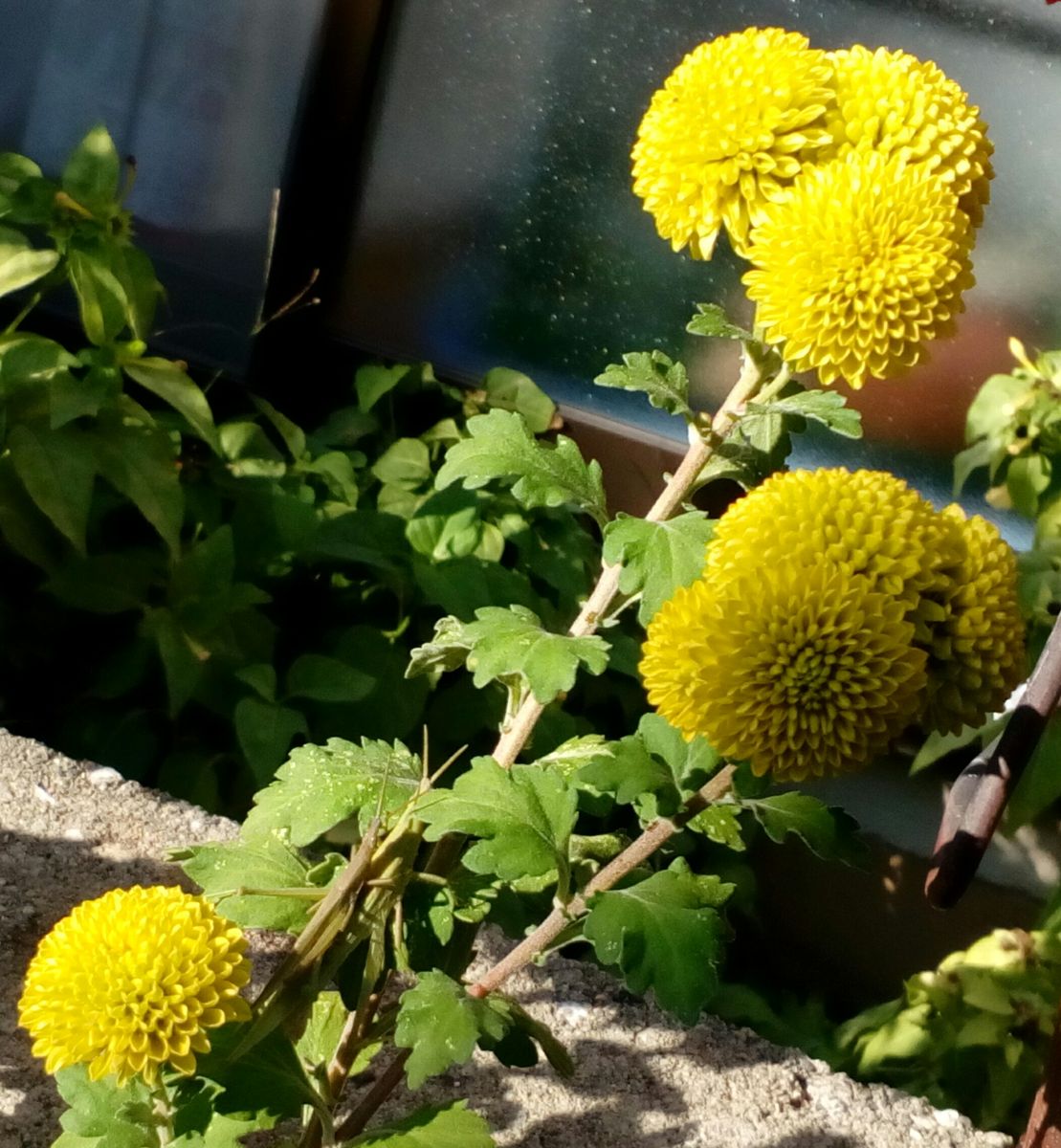 ポットマム（洋菊）の写真 by トム・マグノリア 太陽の光を一杯あびて大喜びの『ピン