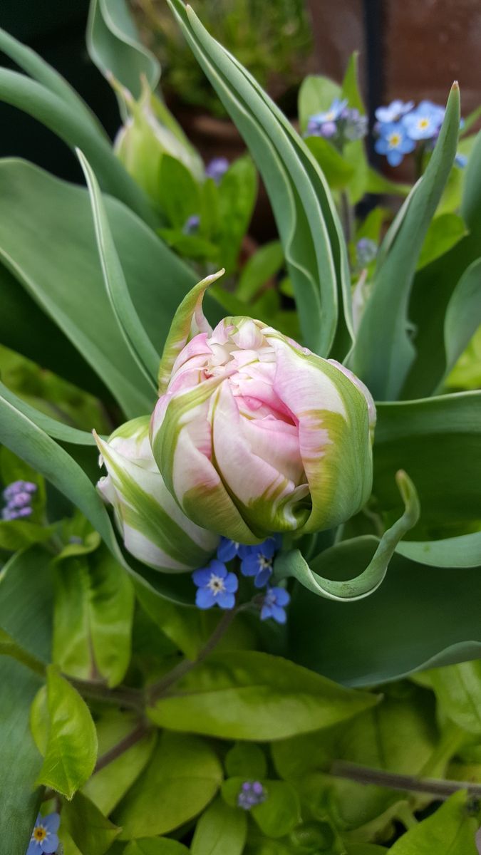 チューリップ🌷に可愛いお顔がのぞいてました。  白花と思っていたらピンクでした。少