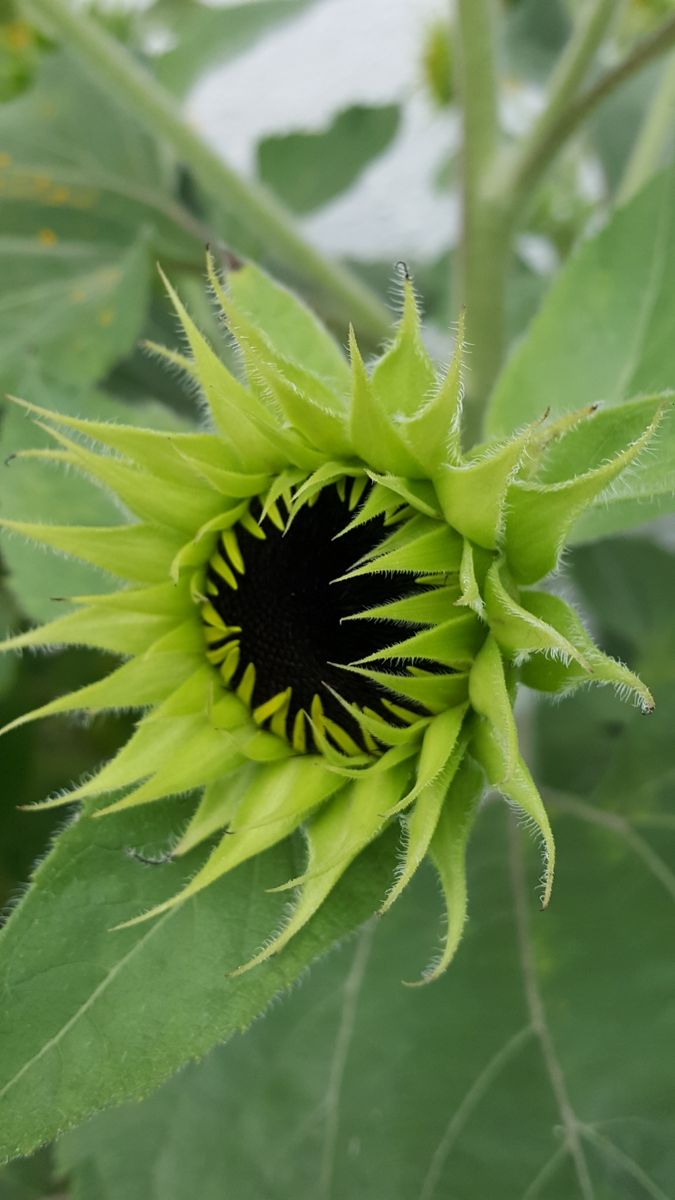 大きなどつしりとした蕾🌻 しつかりと見ることもなかったのに、大きな花が咲くことでし