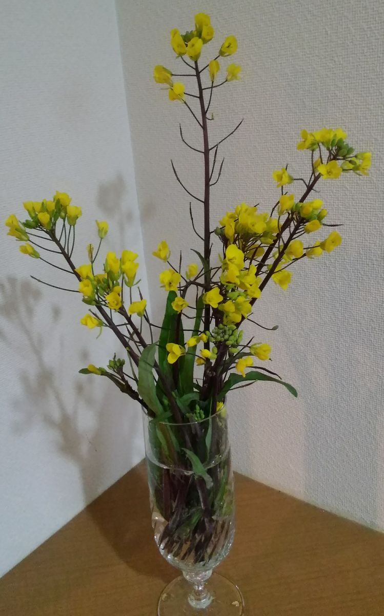 紅葉苔のお花を飾りました～❤