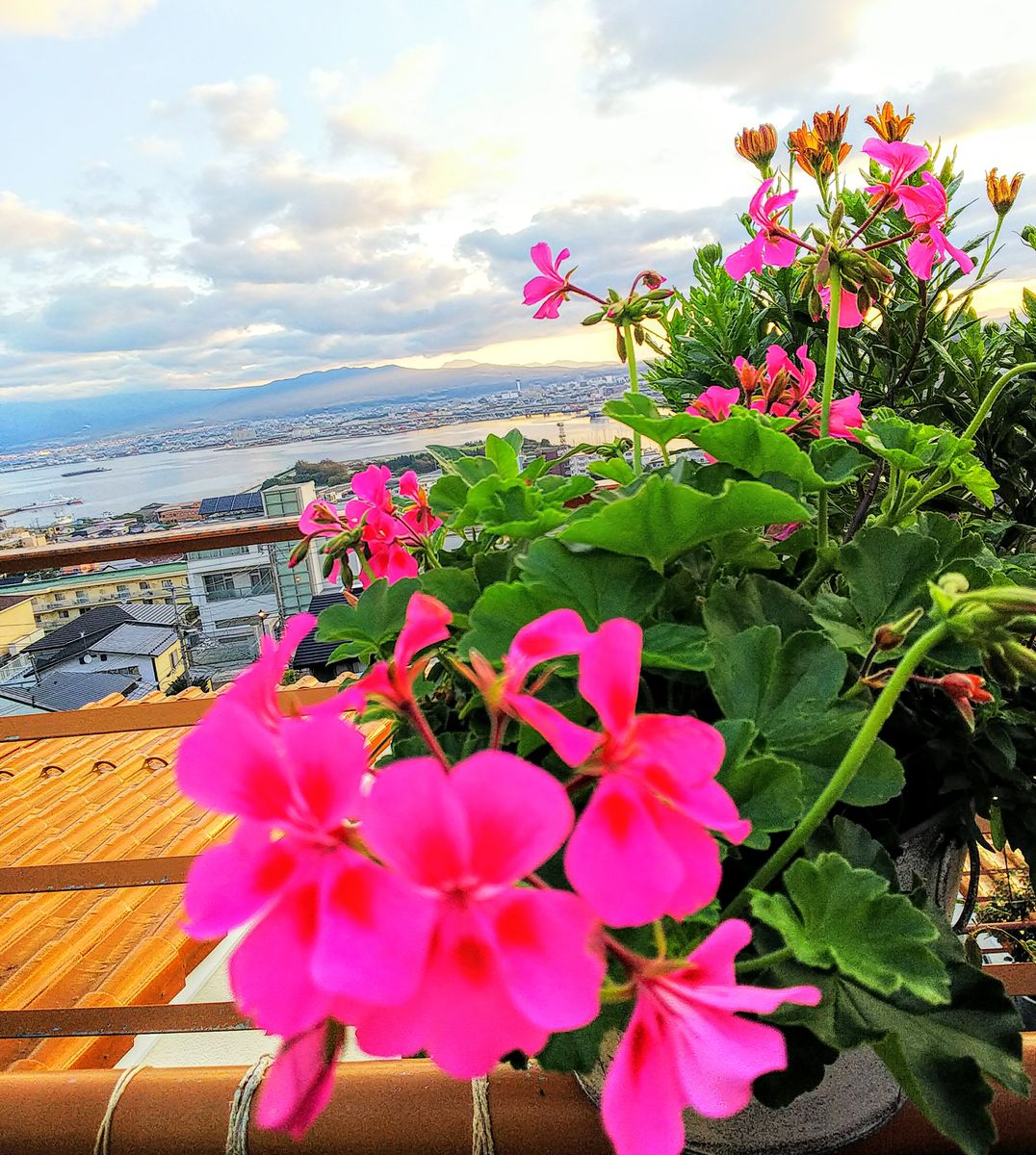 ゼラニウム・ネオンスポットも夏枯れしないで元気に咲いてます🌿