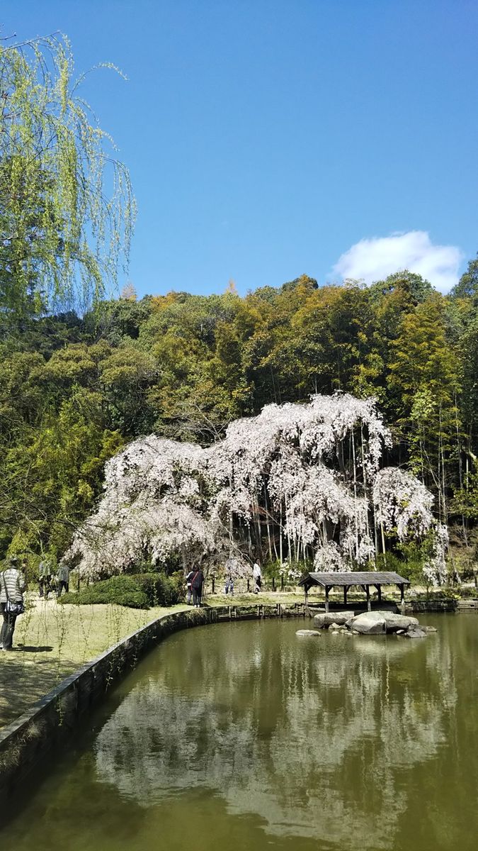 岡山 曹源寺 妻が撮影しまし岡山