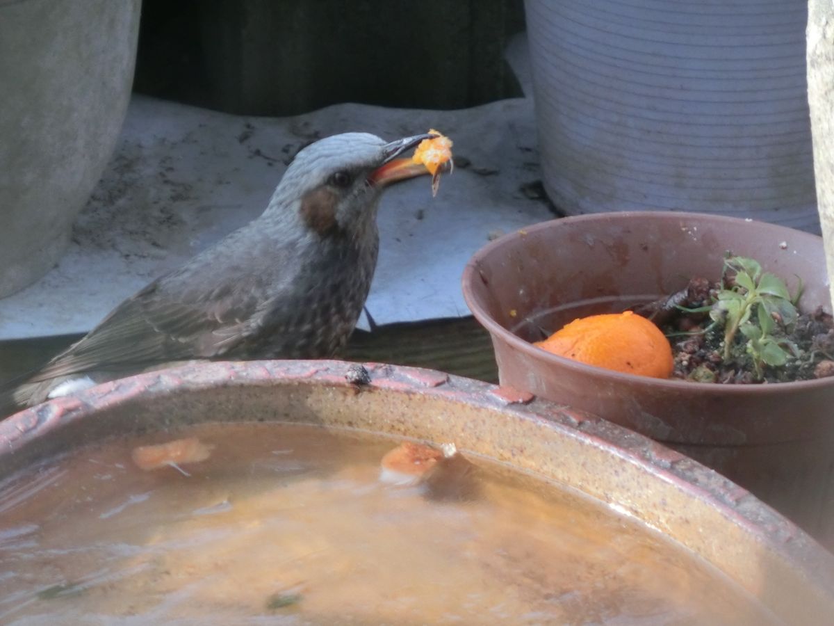 美味しいよ…ミカン…♪ どうぞ…♪