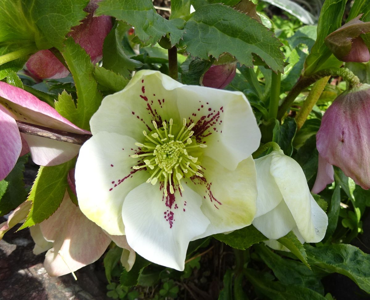 表花壇のクリロー、愛称『リリー』白い花、満開です。 １月２１日。