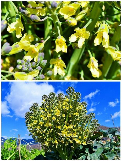 ありゃりゃ ブロッコリー、花を咲かせちゃいました～