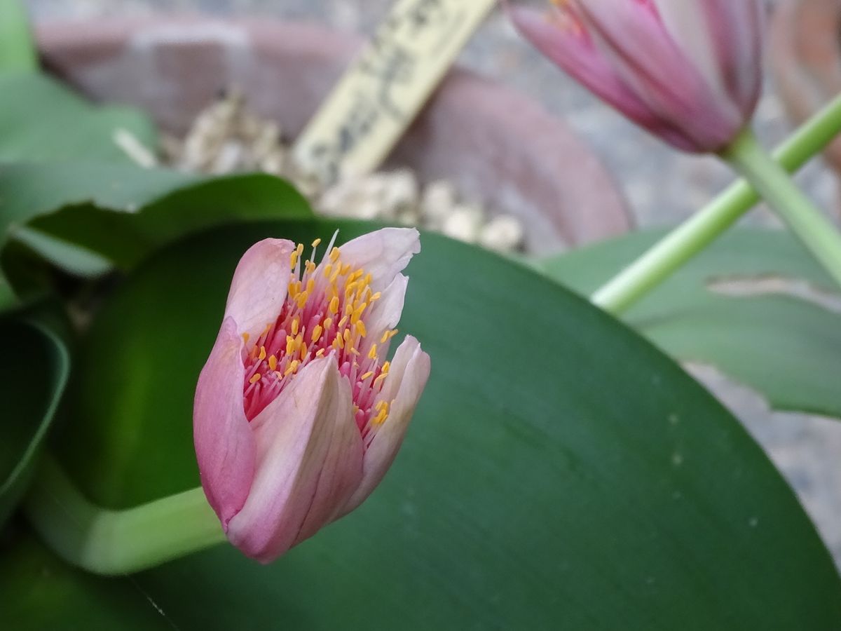 マユハケオモト 花の姿が眉刷毛に似ているそうですが まだ、開ききっていないので 残