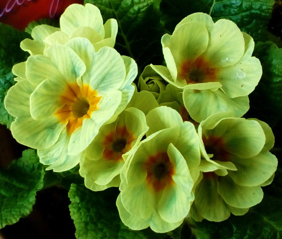 『プリムラ・シャドー』さん、いらっしゃ～い[i:206]🔰  珍しい色合いと可愛らしい咲き方に