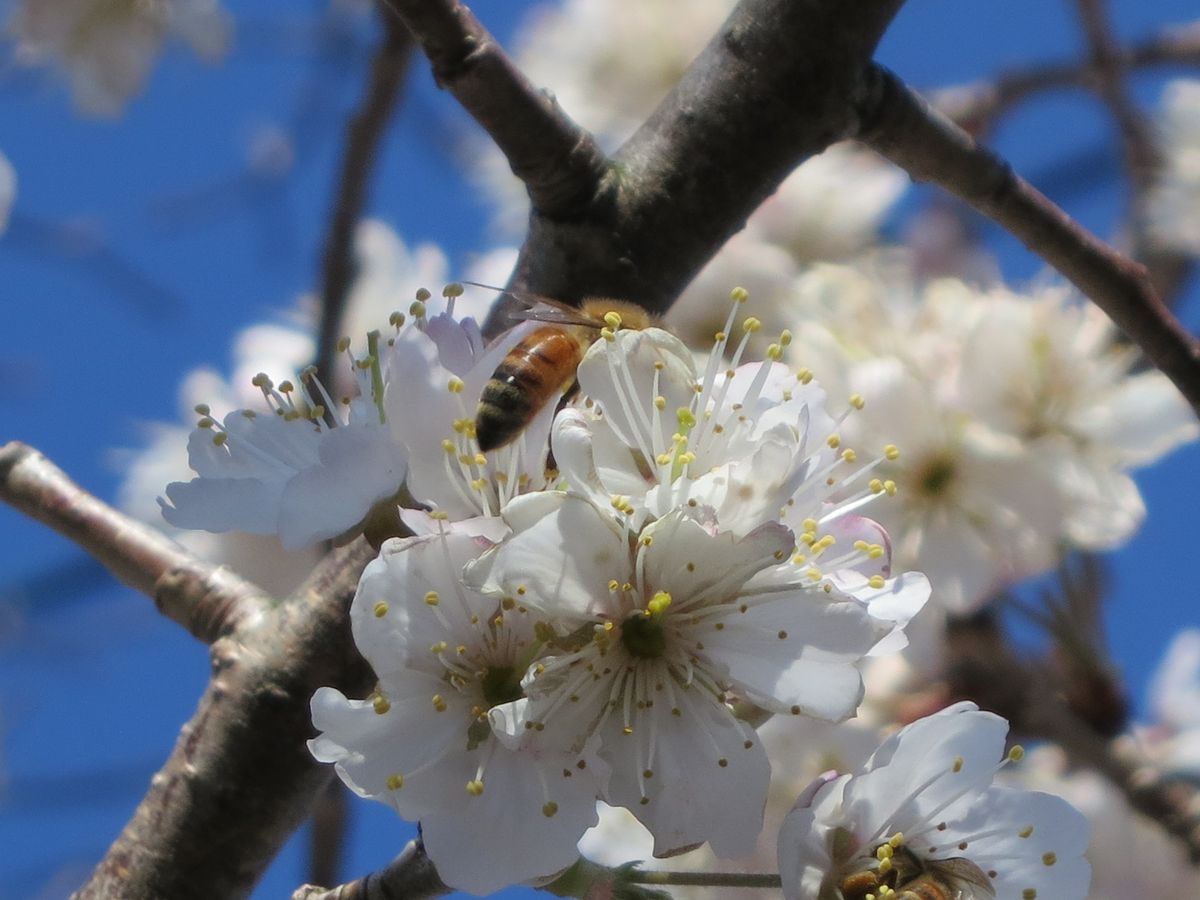 庭のサクランボの花が満開になってきました。 お天気がいい日は、たくさんのミツバチ