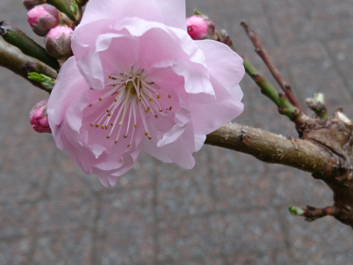 2019年3月23日(土)。小振りの桜。いろいろとありますねえ。