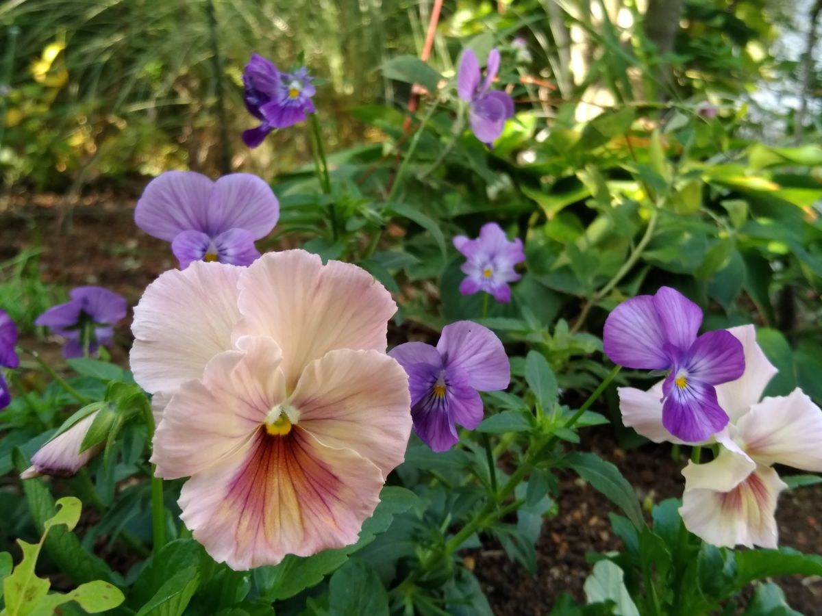 パンジーを庭に植えました。  花の大きさが違いますが、どちらもパンジー、 紫は「ポ