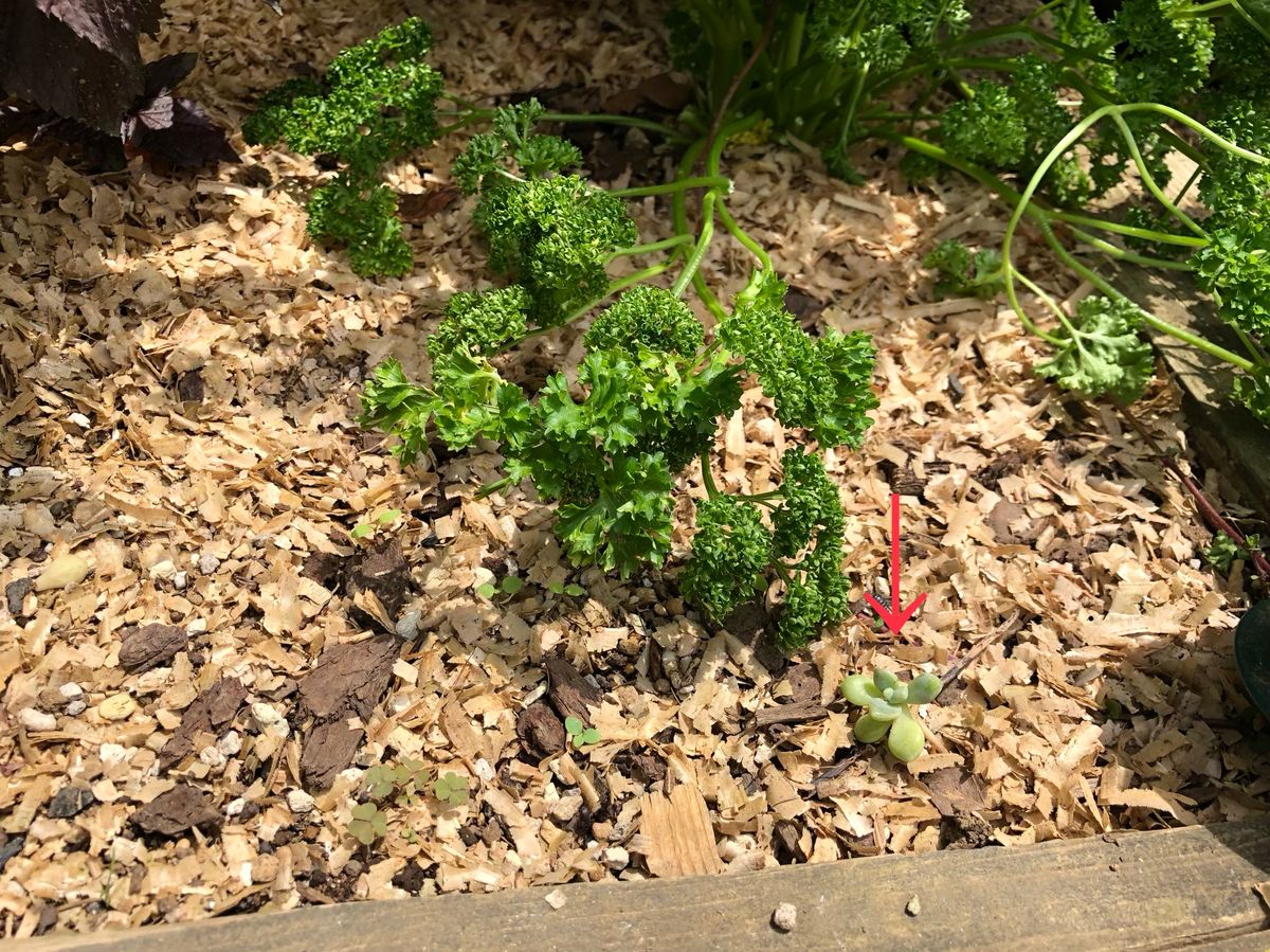 パセリの株元に、いつの間にやら多肉植物がいます🙄