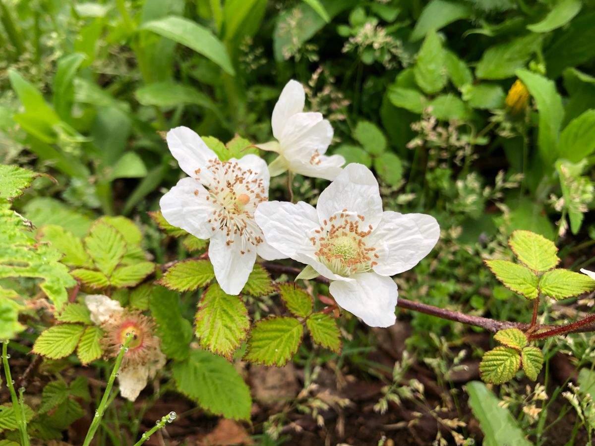 庭に自生している野いちごの花です☺️