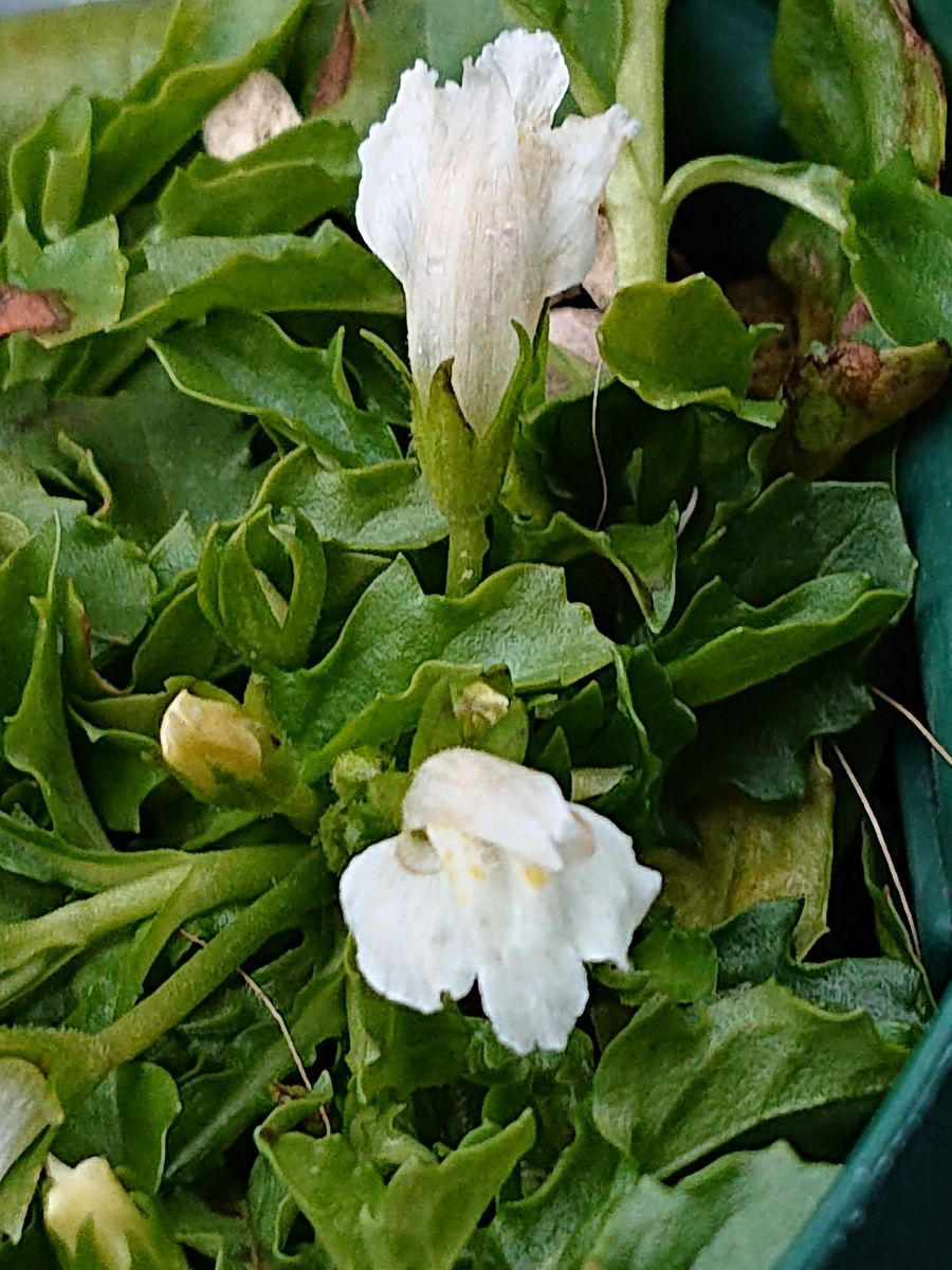 サギゴケです。 別名：シロバナサギゴケ（白花鷺苔）です。  紫は沢山庭に出てくるの