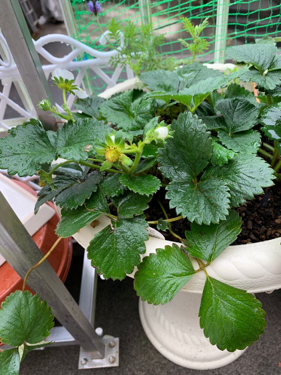 2018.12.26 カレンベリーの実がつき始めました🍓よつぼしよりも出遅れた開花になったの