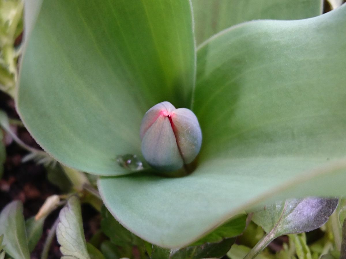 チューリップ  ビオラの鉢植えから🌱