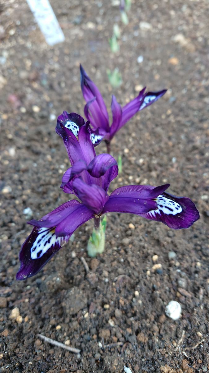 ミニアイリス💕 こんなに可愛いお花だったのね🏵️