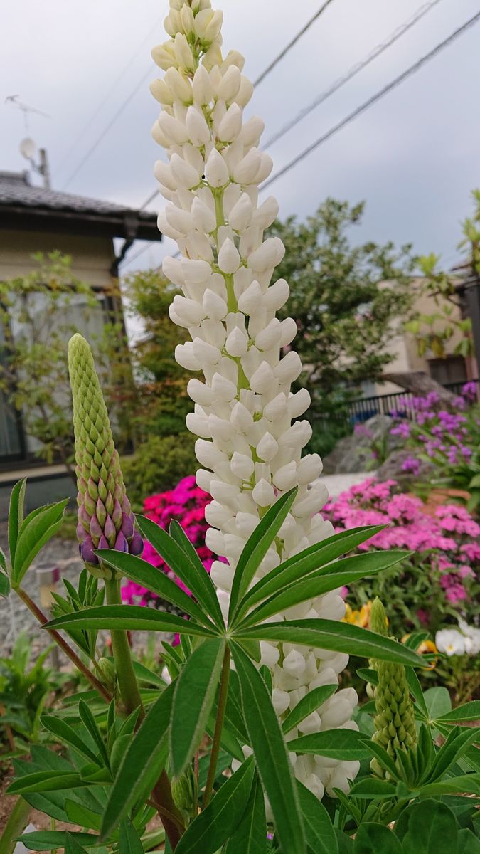 種蒔きルピナス💕 開花第１号 白のお隣に…ふたつ目の蕾ちゃんが😍