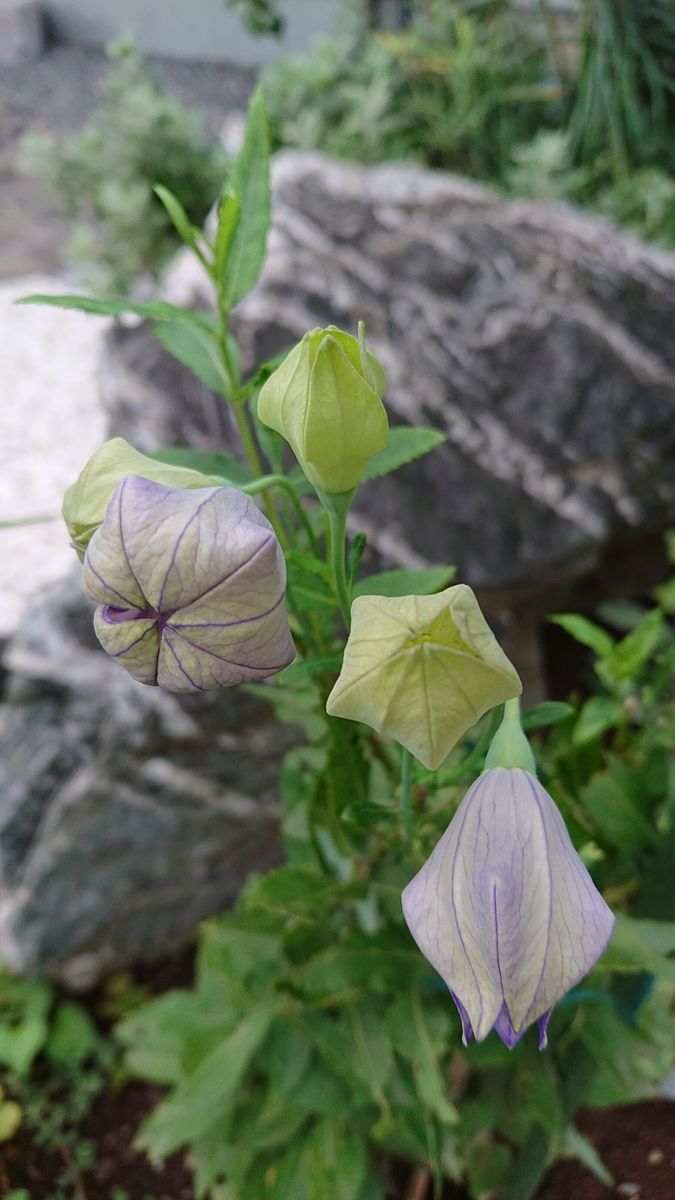 気づいたらキキョウがまた…🏵️