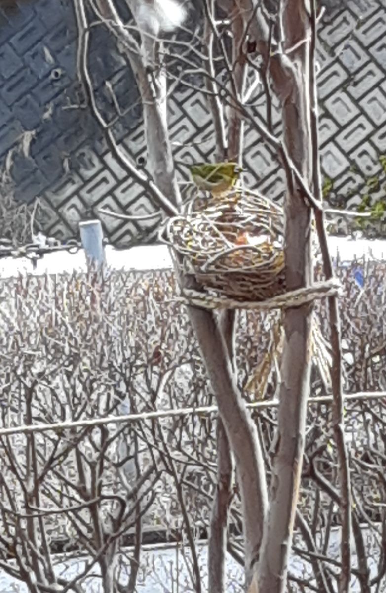 小さなお客さま🐦 ボケてますが メジロさん。 (2/16撮)