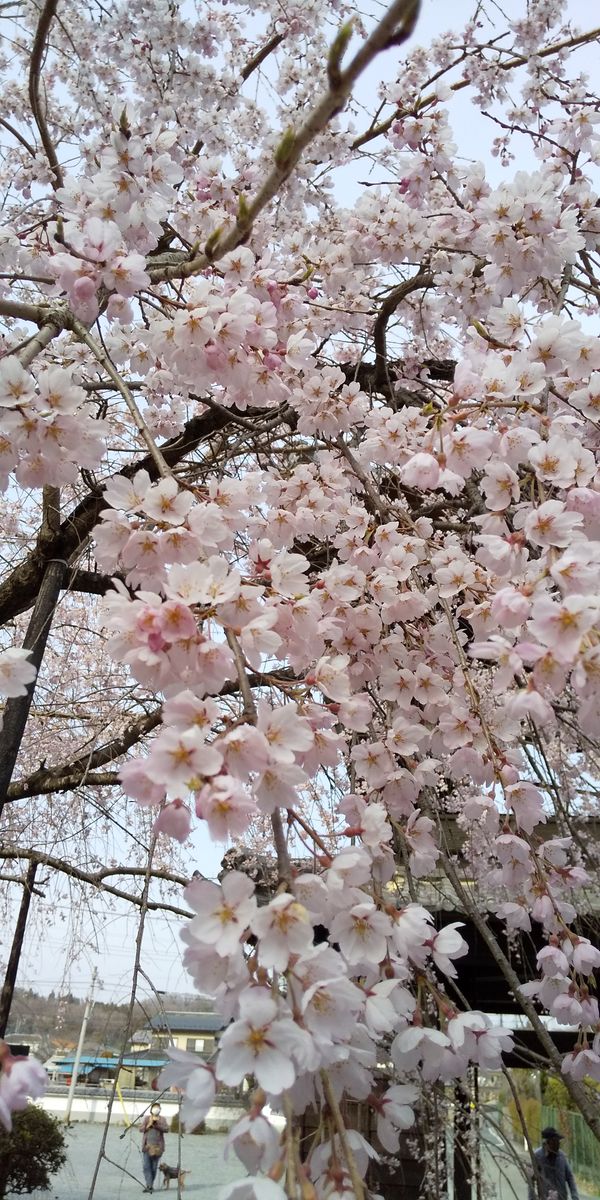 桜を見てきました。