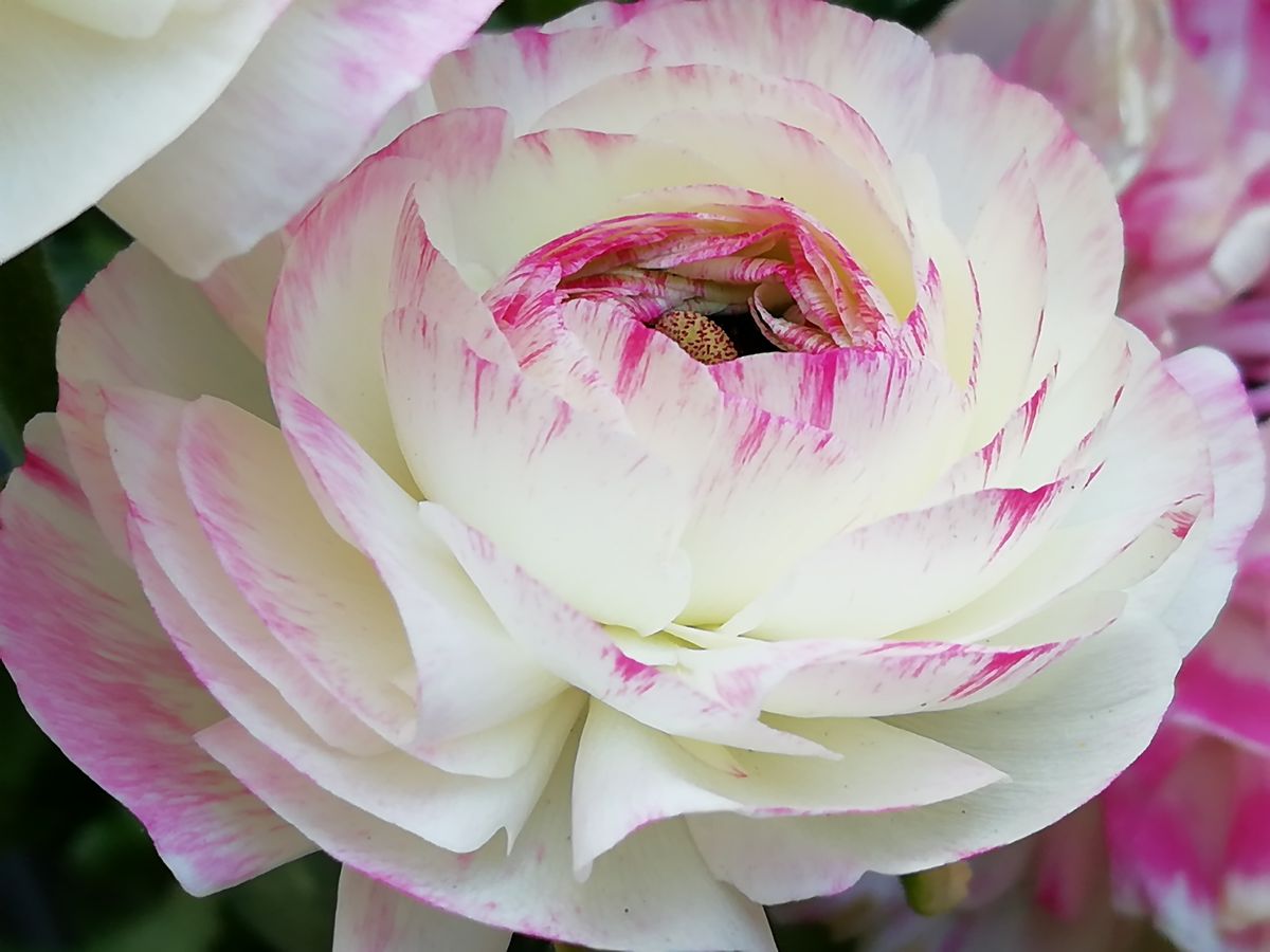 ラナンキュラス 次の蕾が咲いてきて〜 最初の花よりピンクが多い