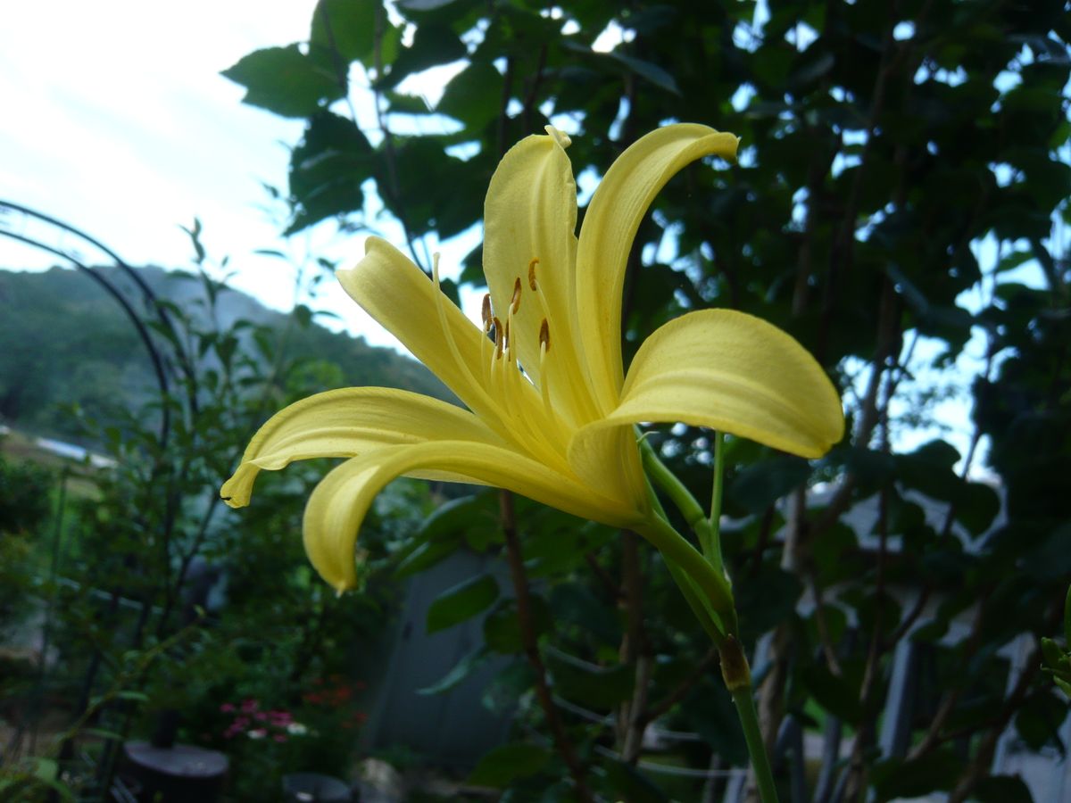 夕方になるとパッ‼と開いて美しいレモン色の花  ユウスゲ