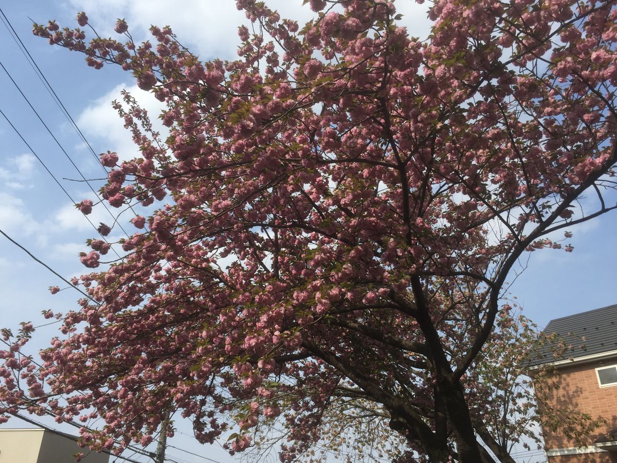 八重桜ですよねー^_^