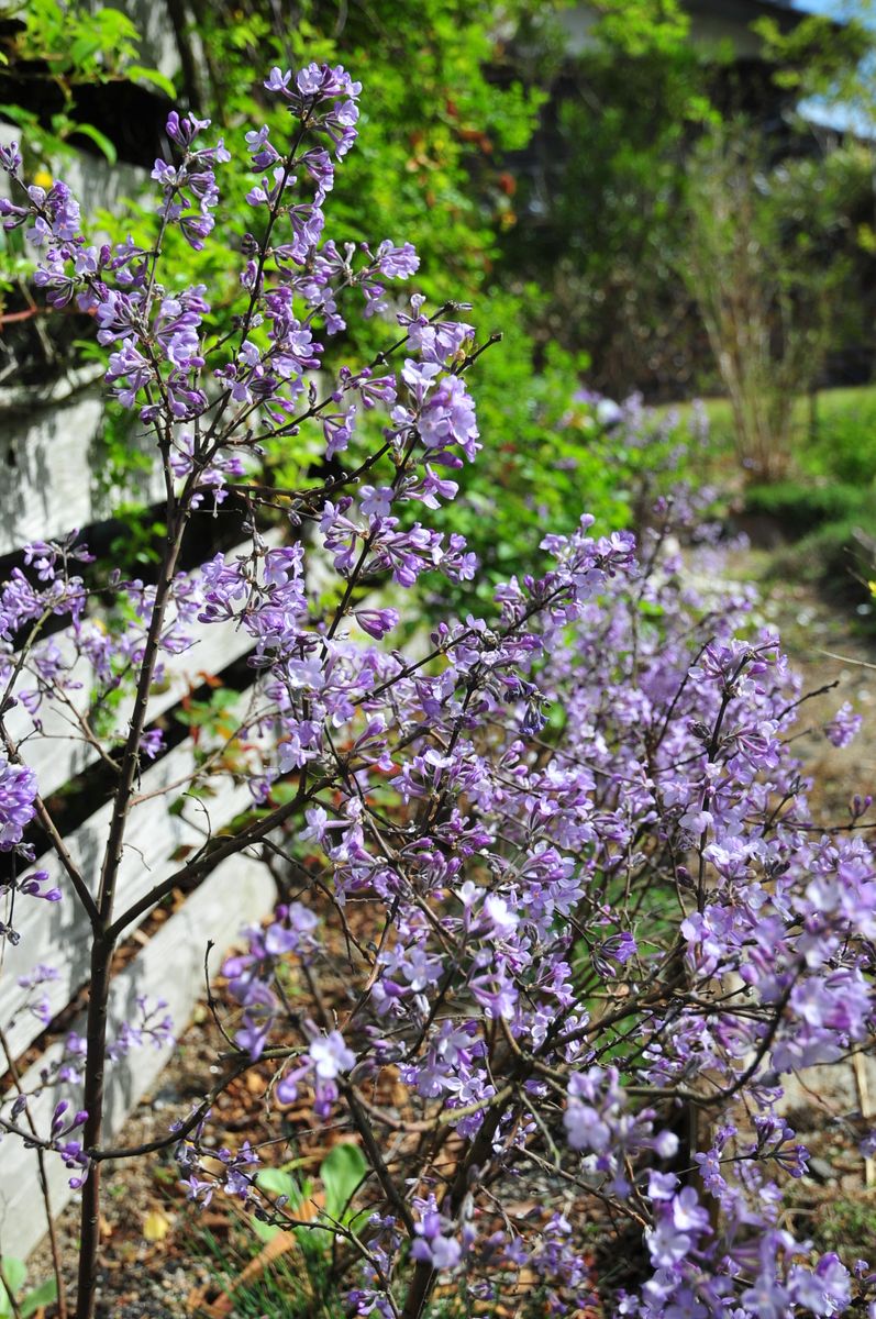 丁子桜 満開なので再ｕｐ