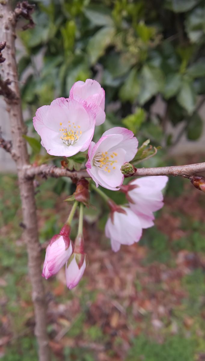 🌸「御殿場桜」開花 3月31日 鉢植えにしていましたが、昨年コガネムシの幼虫被害にあい