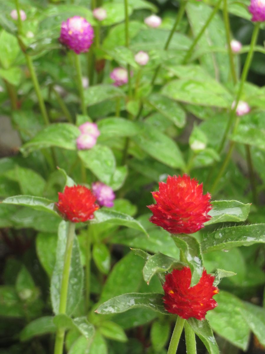 センンチコウ咲いた。 田んぼに高畝をつくって植えたが、根腐れしそうで・・・救済し