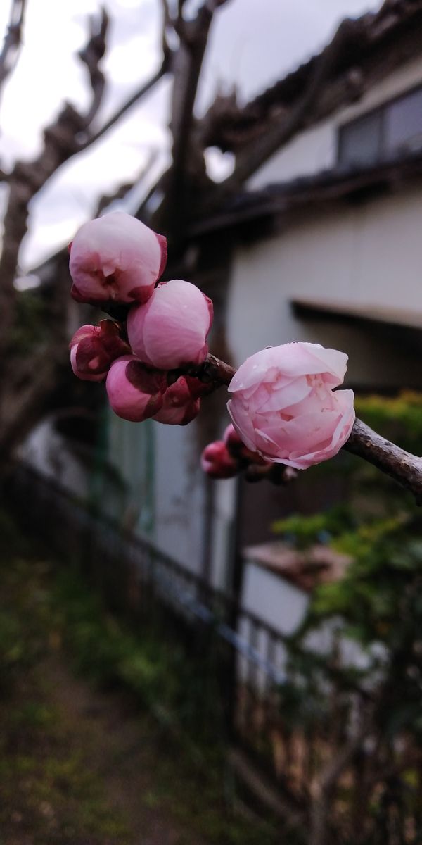 アンズの開花はもうすぐ！