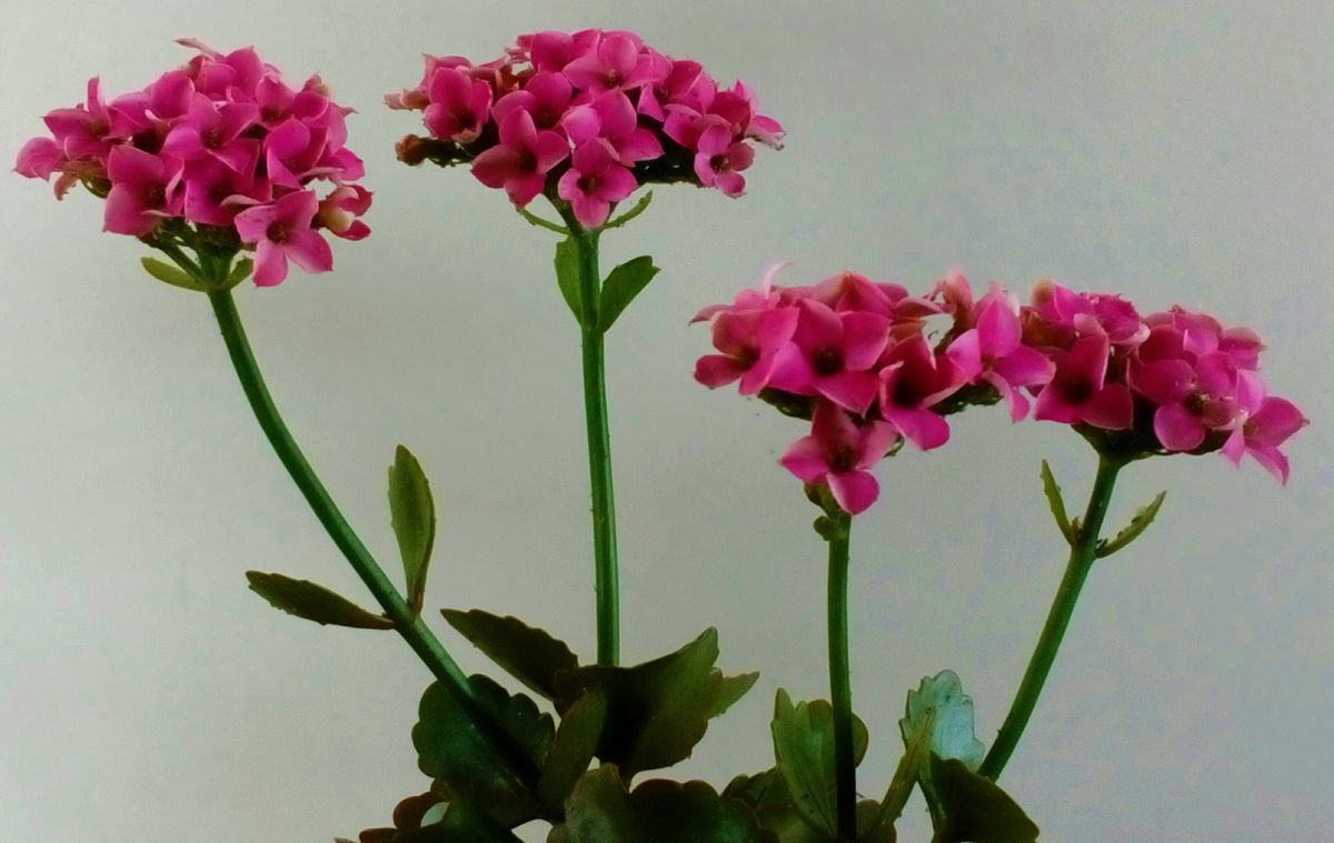 ２年目に突入したピンクの『カランコエ』が元気に開花中です😁でも、いつの間にかアブ