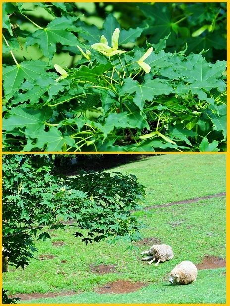 カエデ（モミジ）の写真 by shonan カエデ科『エンコウカエデ』でしょうか プロペラ状