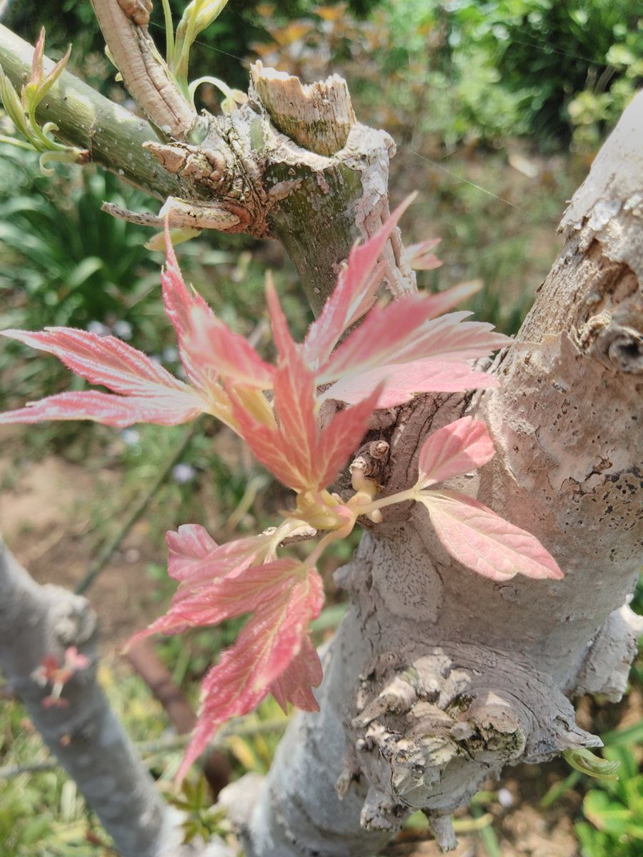 ネグンドカエデ・バリエガータの新芽