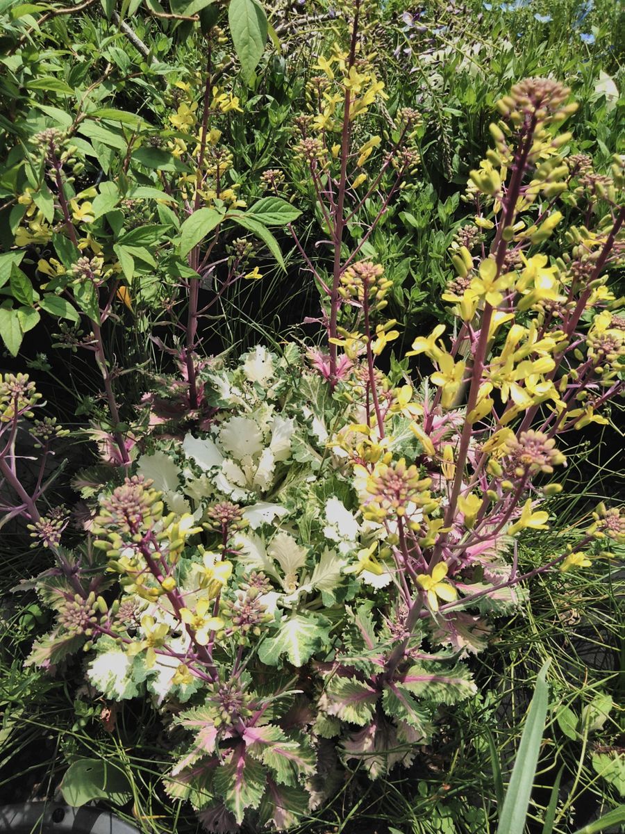 葉牡丹の花芽が揃った