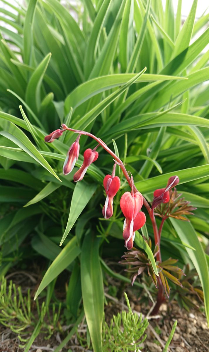 タイツリソウが、今年は出ないと思っていたのに、何時の間にやら芽を出して、タイまで