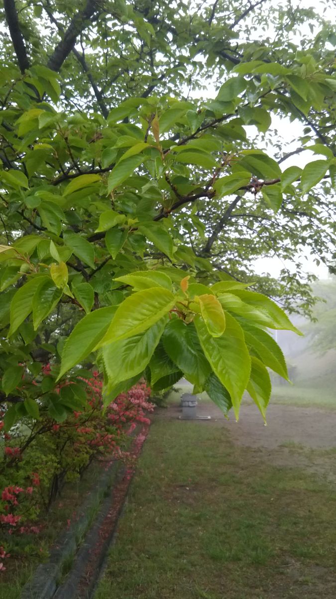 春にお花を楽しませてくれたソメイヨシノも、すっかり葉桜です🍃  新緑が美しい季節と