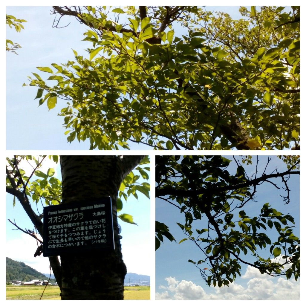 『オオシマザクラ』と秋の空☁☀  この日は夏に逆戻りしたような暑さでした😧  ９月７日