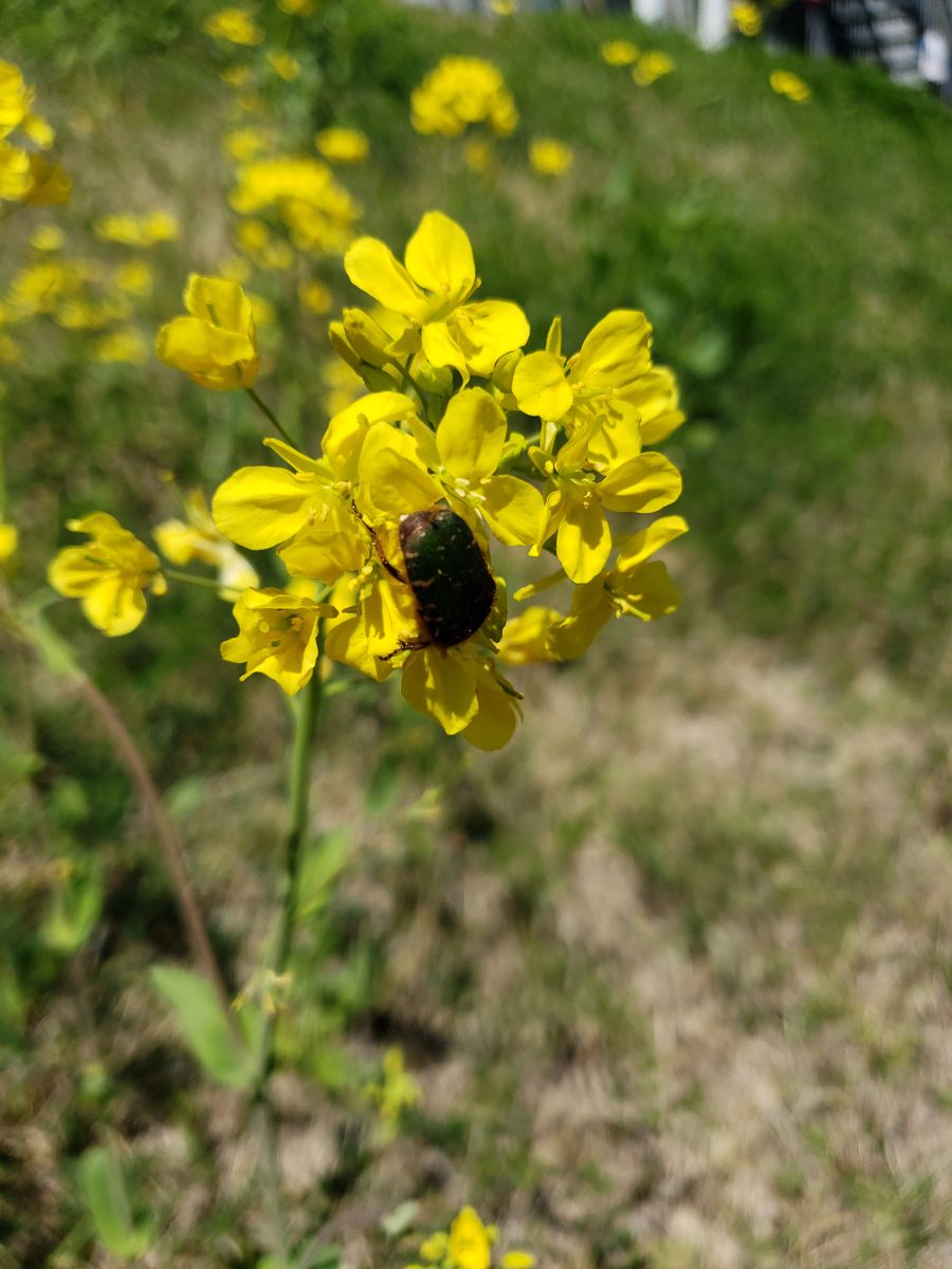 コガネムシ 菜の花に夢中…😓