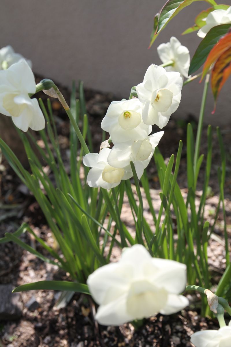 １茎に２輪の花が咲くスイセンは今が盛りです。