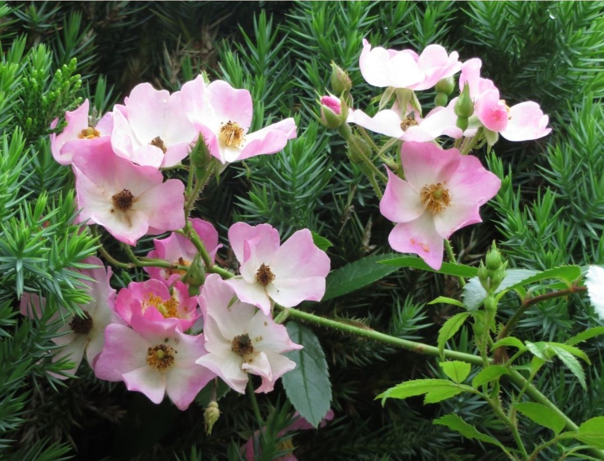 バラ（つるバラ）の写真 by ロッキー 3⃣🌹小さな花の固まりバレリーナの花...カイヅカ